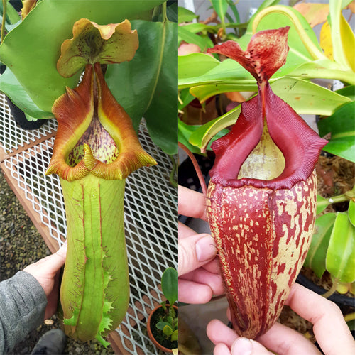 Nepenthes Titan's Mentor