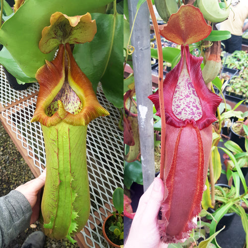 Nepenthes Titanic Doom