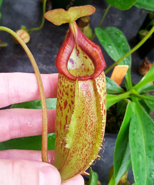 Nepenthes Titanic Triumph