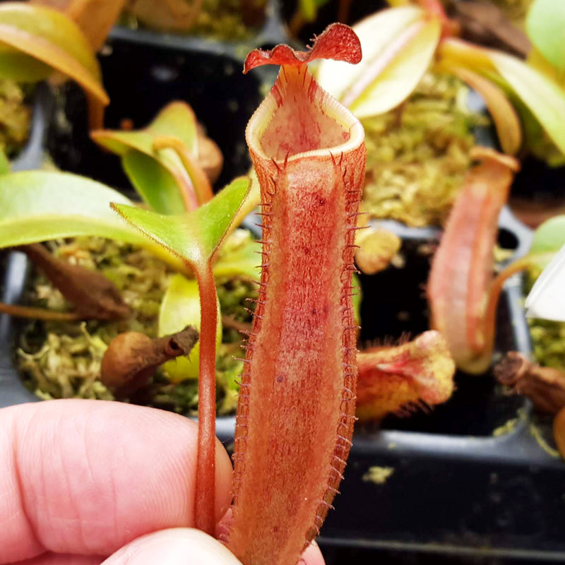 Nepenthes (veitchii x lowii) x fusca