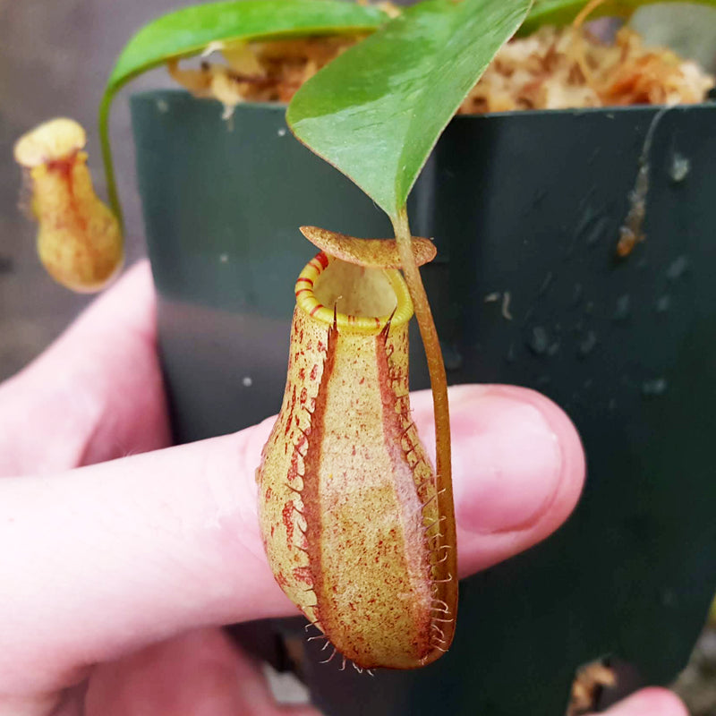 Nepenthes Virtuous Lust