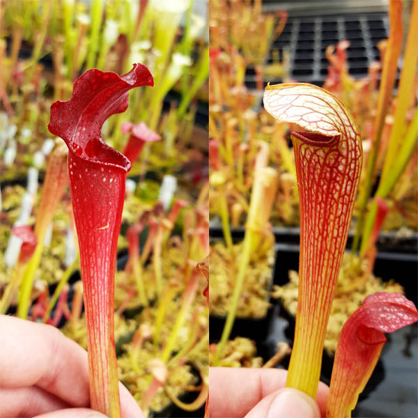 Sarracenia alata x x excellens