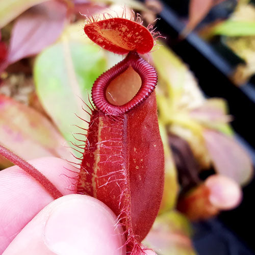 Nepenthes ampullaria x hamata