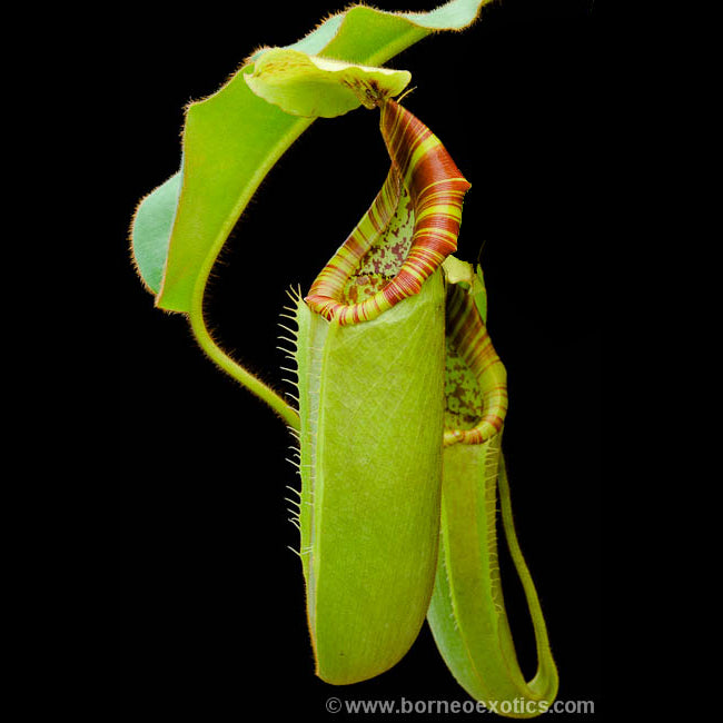 Nepenthes chaniana x veitchii