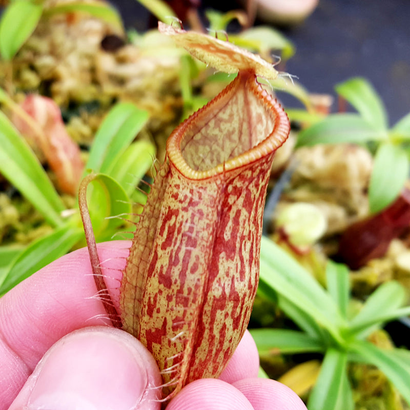Nepenthes glabrata x hamata