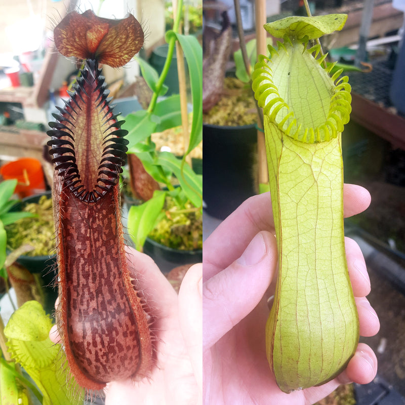 Nepenthes hamata - small