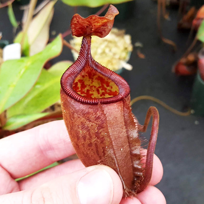 Nepenthes palawanensis