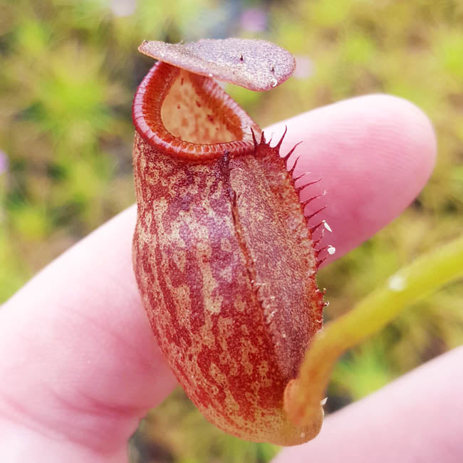 Nepenthes petiolata x talangensis - XS