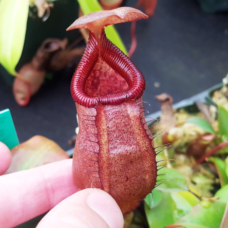 Nepenthes sibuyanensis x robcantleyi