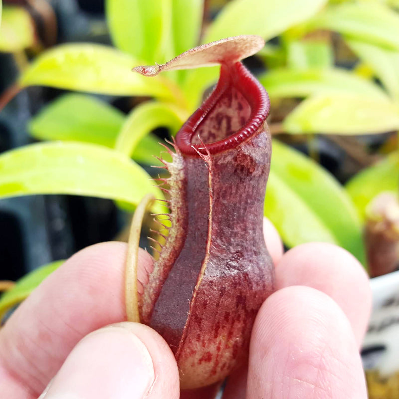 Nepenthes sibuyanensis x singalana