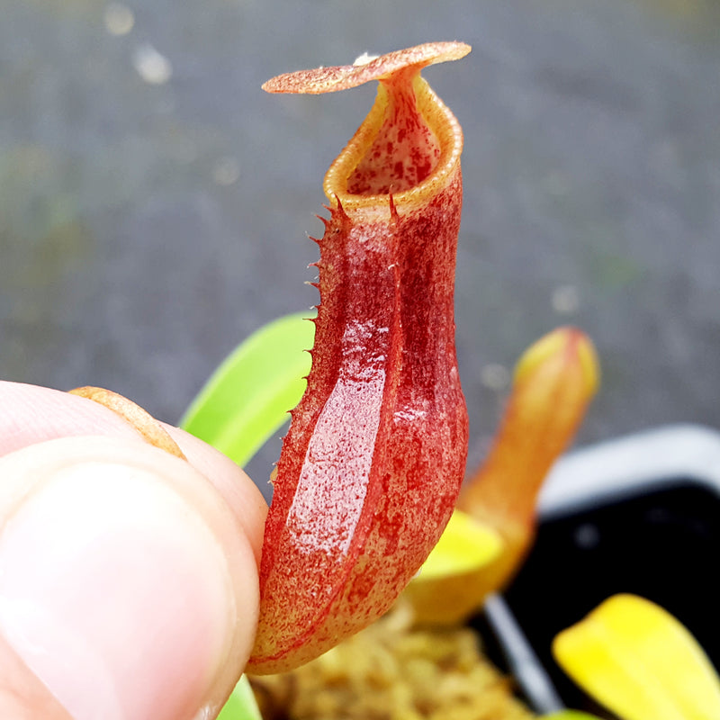 Nepenthes singalana x burkei