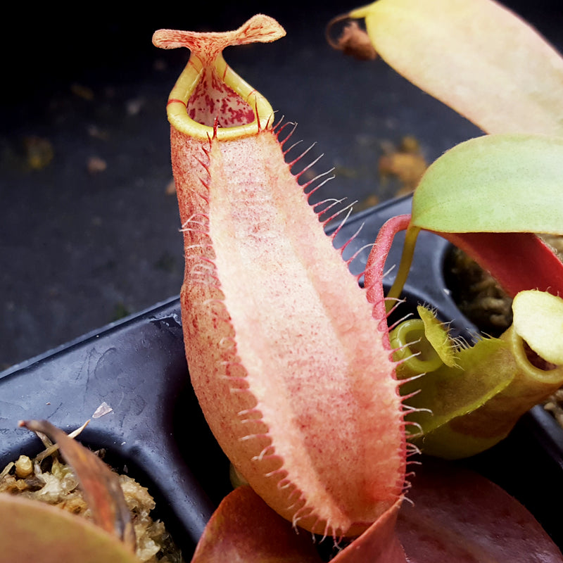 Nepenthes spathulata x peltata