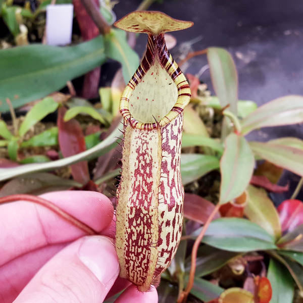 Nepenthes spectabilis