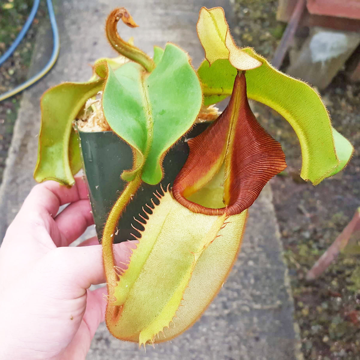 Nepenthes veitchii 