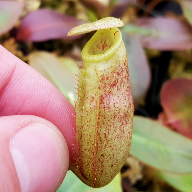 Nepenthes x alisaputrana