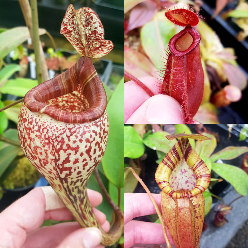 Premium Nepenthes Grab-Bag
