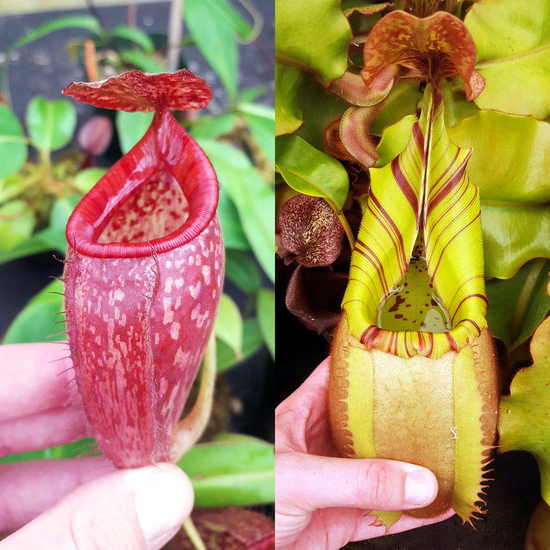 Nepenthes (talangensis x glandulifera) x veitchii