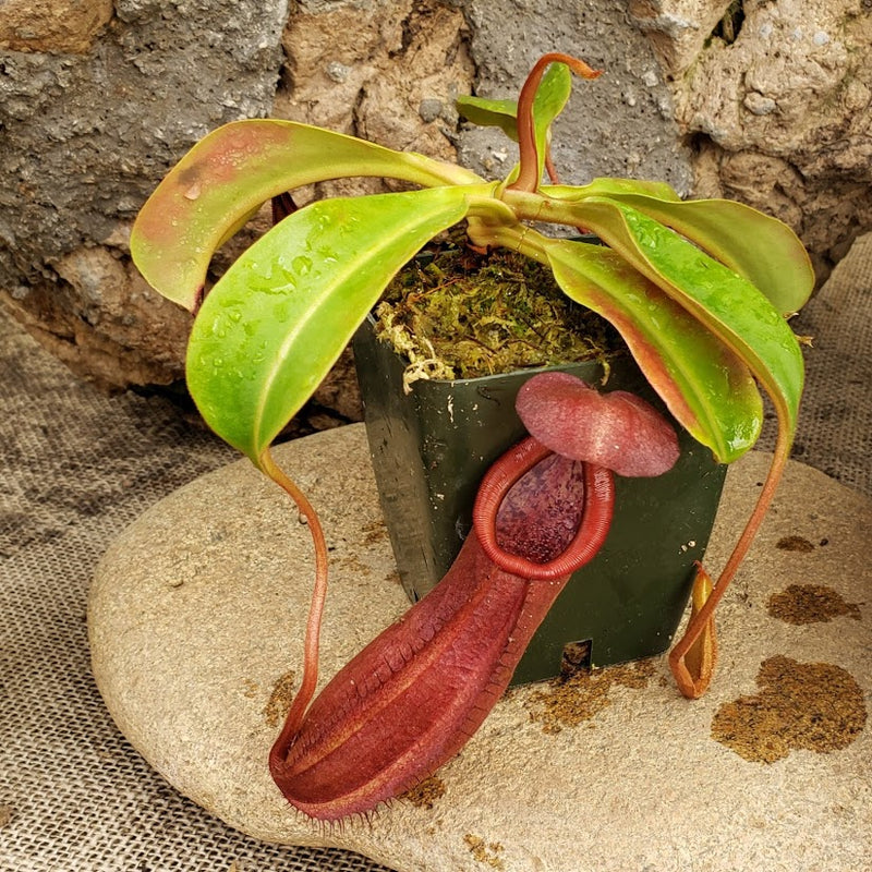 Nepenthes