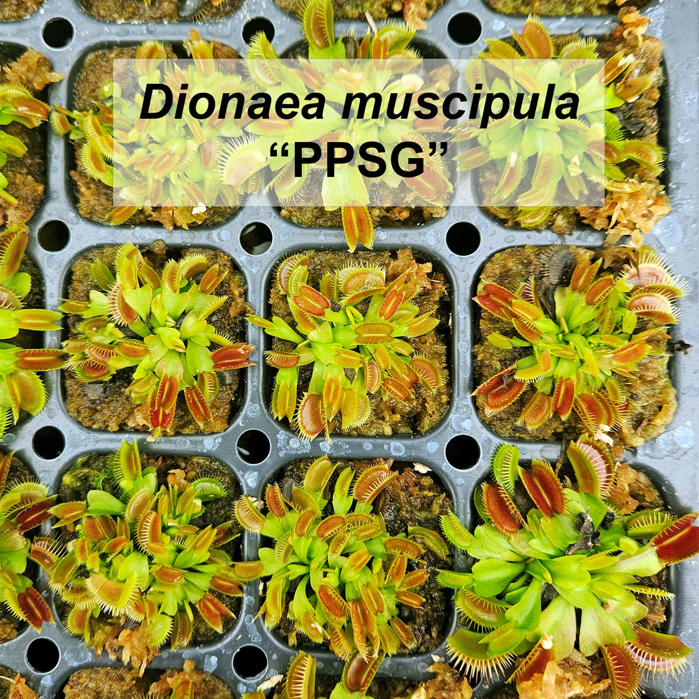 Venus flytrap minis