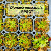 Venus flytrap minis