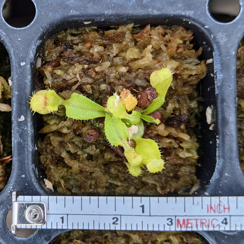 Nepenthes Seedling Bundle