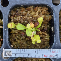Nepenthes Seedling Bundle
