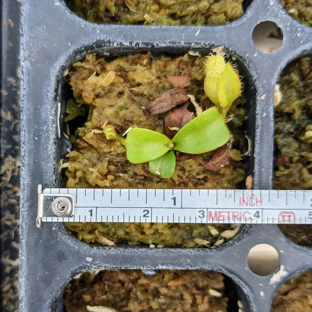 Nepenthes Seedling Bundle