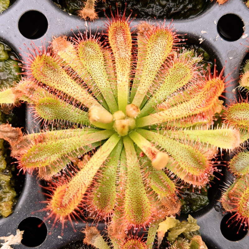 Drosera spatulata 'Tamlin'