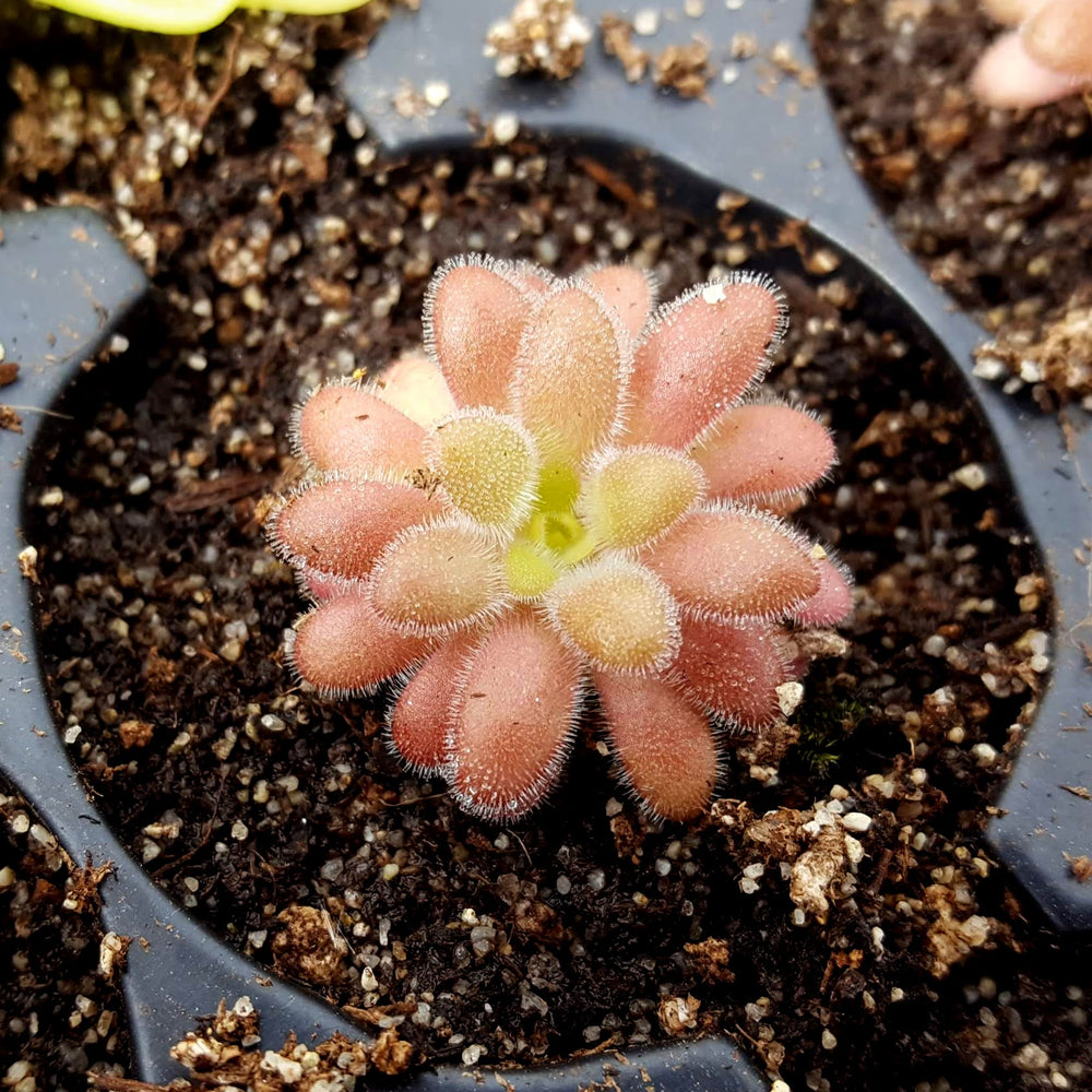 Pinguicula gypsicola x agnata
