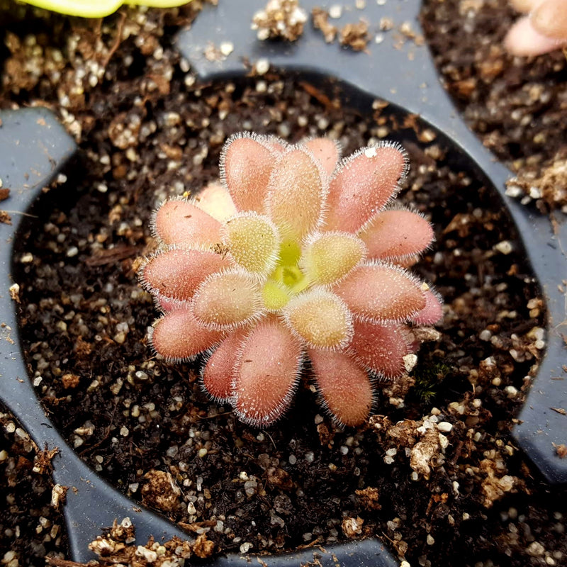 Pinguicula gypsicola x agnata