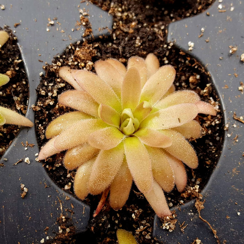 Pinguicula moranensis x gypsicola
