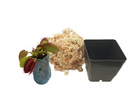 Venus Fly Trap 'B52'