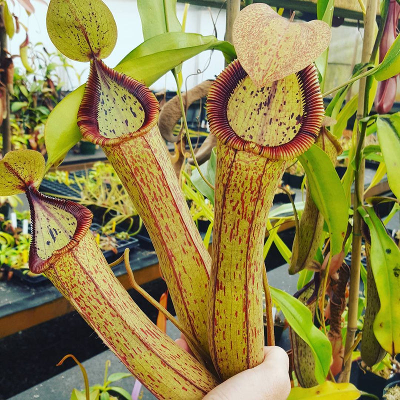Nepenthes x Predator - N. truncata x hamata