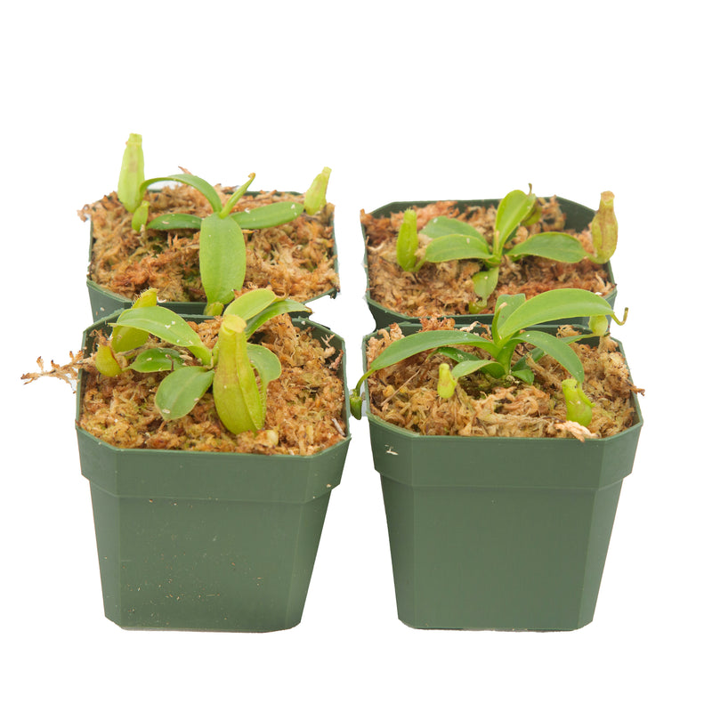 Daily Deal - New Primary Hybrids