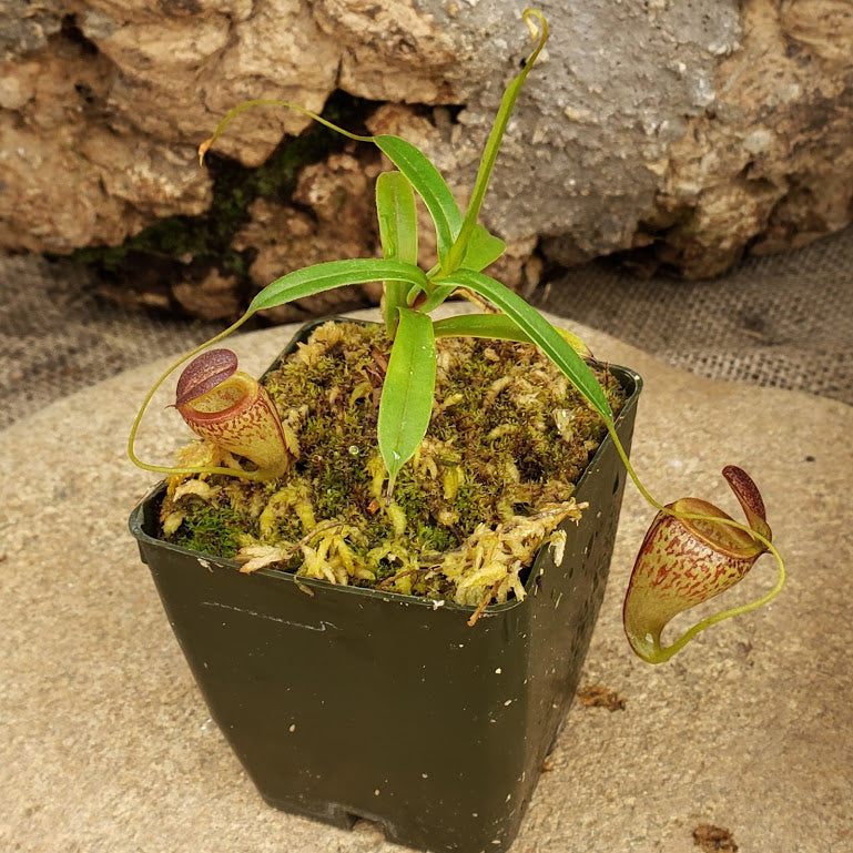 Nepenthes tenuis - Rare Highland Miniature - Beautiful Male Specimen
