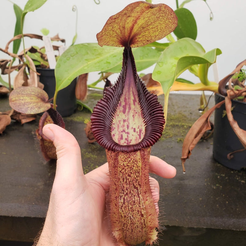 Nepenthes robcantleyi x hamata