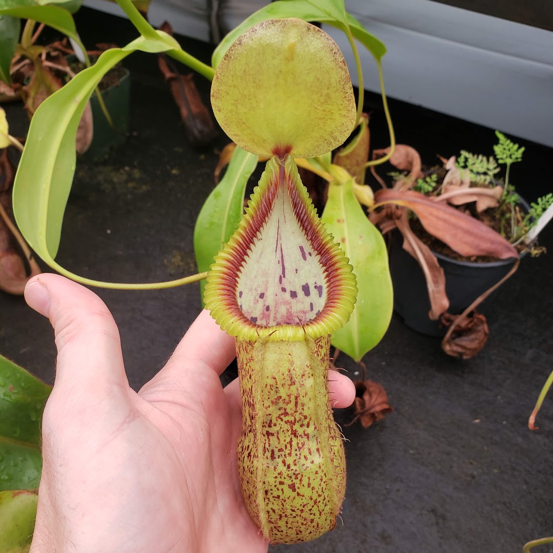 Nepenthes robcantleyi x hamata
