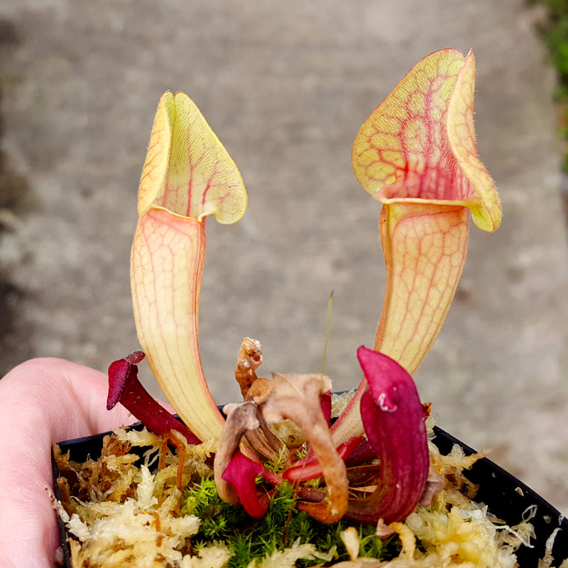 Sarracenia 