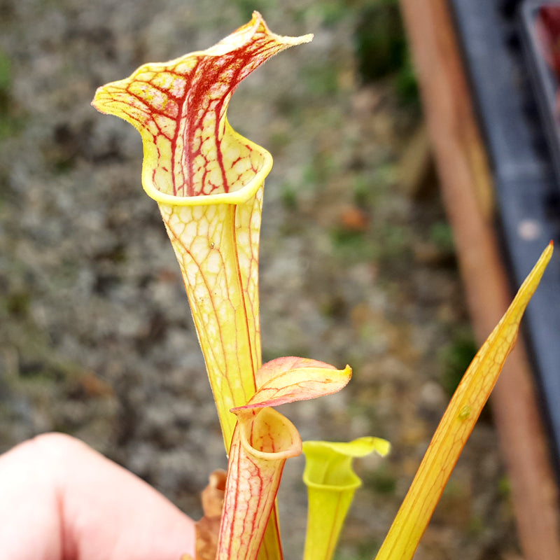 Sarracenia