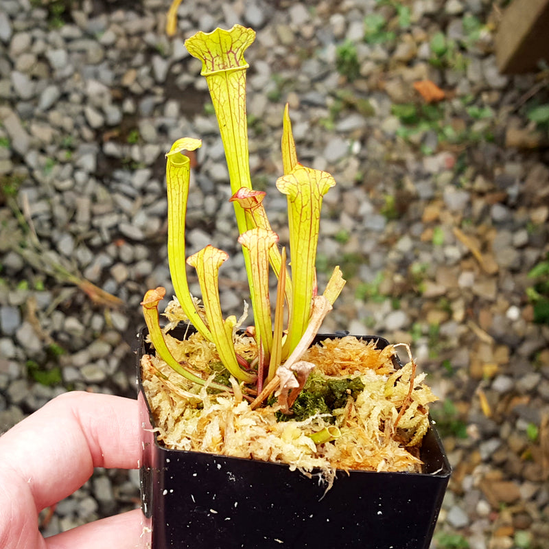 Sarracenia 