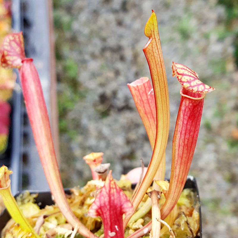 Sarracenia 