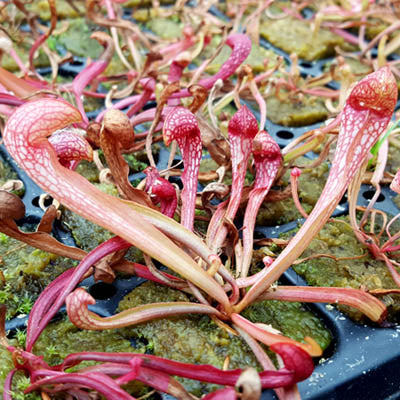 Sarracenia x formosa