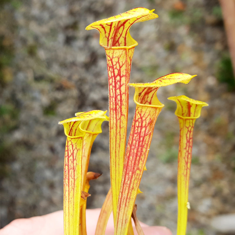 Sarracenia x catesbaei 1732E