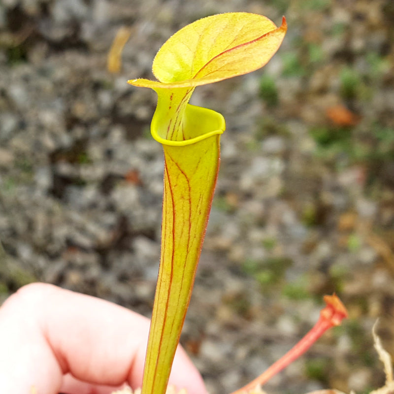 Sarracenia flava 1761E