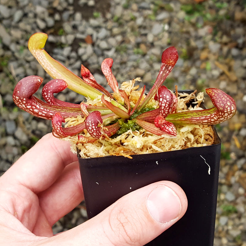 Sarracenia x formosa 1732L