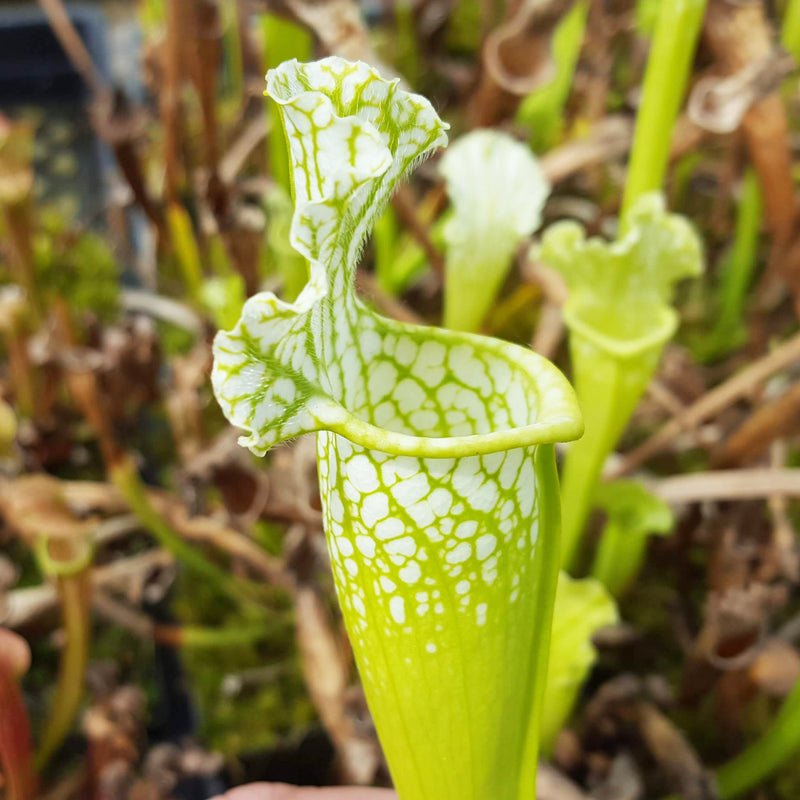 Sarracenia leucophylla 