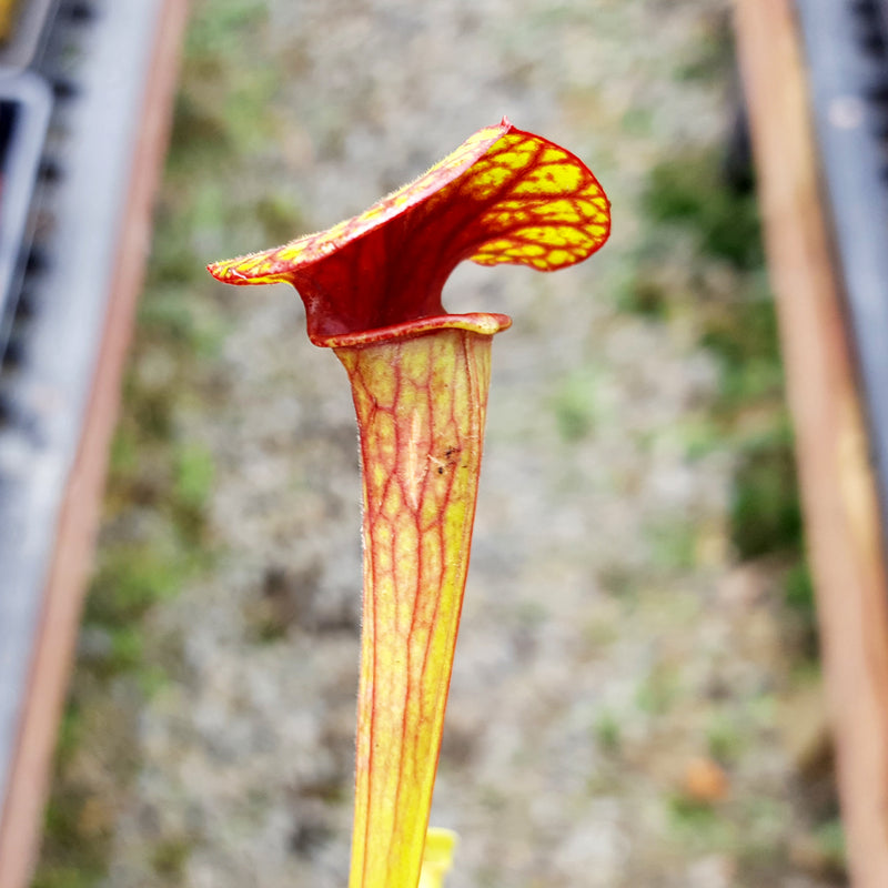 Sarracenia x moorei x x catesbaei