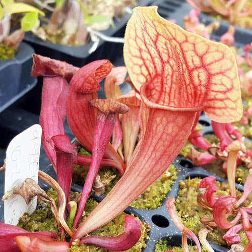 Sarracenia oreophila x 'Fat Chance'