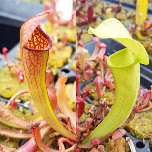 Sarracenia oreophila x x swaniana