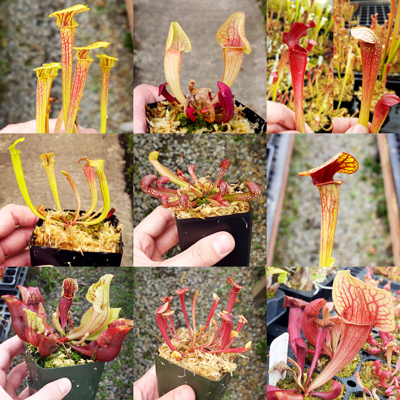 Sarracenia Grab-Bag